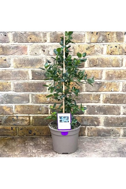 Цеанотус синій в горщику без квітів. 